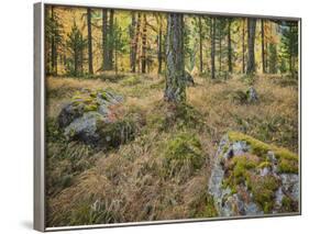 Switzerland, GraubŸnden (Canton), Val Roseg, Forest Floor, Rock, Larches-Rainer Mirau-Framed Photographic Print