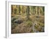 Switzerland, GraubŸnden (Canton), Val Roseg, Forest Floor, Rock, Larches-Rainer Mirau-Framed Photographic Print