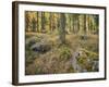 Switzerland, GraubŸnden (Canton), Val Roseg, Forest Floor, Rock, Larches-Rainer Mirau-Framed Photographic Print