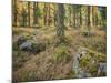 Switzerland, GraubŸnden (Canton), Val Roseg, Forest Floor, Rock, Larches-Rainer Mirau-Mounted Photographic Print