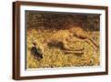 Brown Frame