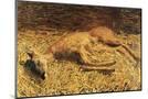 Wood Mount