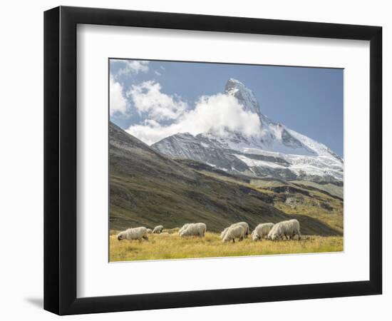 Switzerland, Zermatt, Schwarzsee, Valais Blacknose Sheep with Matterhorn-Jamie And Judy Wild-Framed Photographic Print