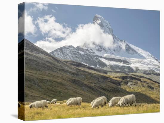 Switzerland, Zermatt, Schwarzsee, Valais Blacknose Sheep with Matterhorn-Jamie And Judy Wild-Stretched Canvas