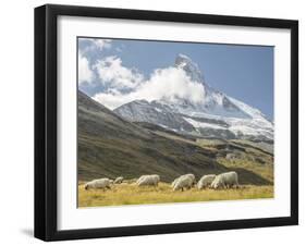 Switzerland, Zermatt, Schwarzsee, Valais Blacknose Sheep with Matterhorn-Jamie And Judy Wild-Framed Photographic Print