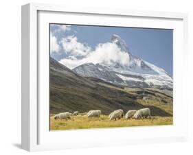 Switzerland, Zermatt, Schwarzsee, Valais Blacknose Sheep with Matterhorn-Jamie And Judy Wild-Framed Photographic Print