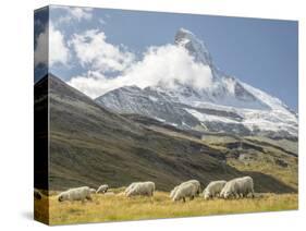 Switzerland, Zermatt, Schwarzsee, Valais Blacknose Sheep with Matterhorn-Jamie And Judy Wild-Stretched Canvas