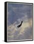 Swooping Down on a Hostile Plane-Christopher Richard Wynne Nevinson-Framed Stretched Canvas