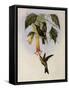 Sword-Bill, Docimastes Ensiferus-John Gould-Framed Stretched Canvas