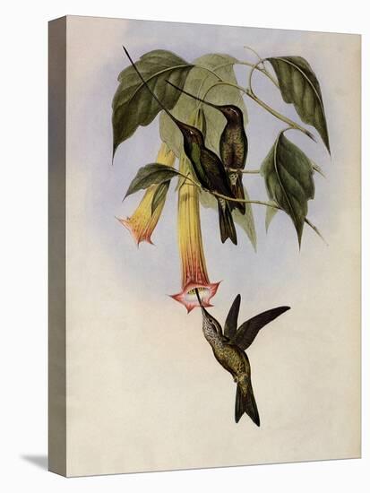 Sword-Bill, Docimastes Ensiferus-John Gould-Stretched Canvas