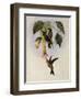 Sword-Bill, Docimastes Ensiferus-John Gould-Framed Giclee Print