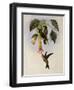 Sword-Bill, Docimastes Ensiferus-John Gould-Framed Giclee Print