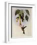 Sword-Bill, Docimastes Ensiferus-John Gould-Framed Giclee Print