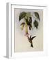 Sword-Bill, Docimastes Ensiferus-John Gould-Framed Giclee Print