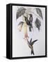 Sword-Billed Humming Bird (Docimastes Ensiferus)-John Gould-Framed Stretched Canvas