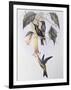 Sword-Billed Humming Bird (Docimastes Ensiferus)-John Gould-Framed Giclee Print