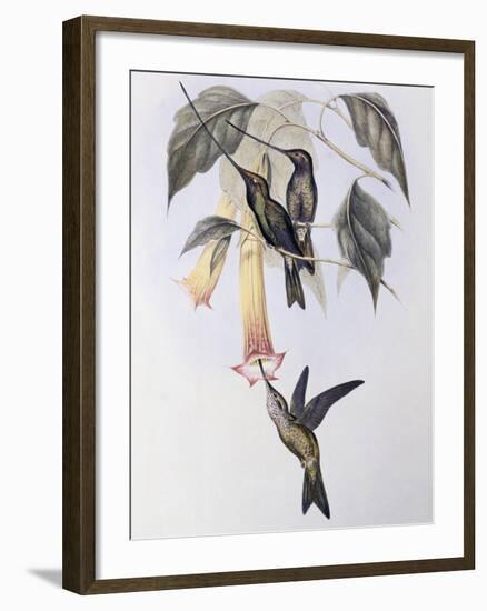 Sword-Billed Humming Bird (Docimastes Ensiferus)-John Gould-Framed Giclee Print