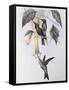 Sword-Billed Humming Bird (Docimastes Ensiferus)-John Gould-Framed Stretched Canvas