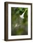 Sword-Billed Hummingbird (Ensifera Ensifera) Feeding At An Angel'S Or Devil'S Trumpet Flower-Nick Garbutt-Framed Photographic Print