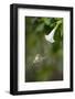 Sword-Billed Hummingbird (Ensifera Ensifera) Feeding At An Angel'S Or Devil'S Trumpet Flower-Nick Garbutt-Framed Photographic Print