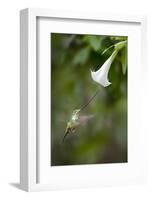 Sword-Billed Hummingbird (Ensifera Ensifera) Feeding At An Angel'S Or Devil'S Trumpet Flower-Nick Garbutt-Framed Photographic Print