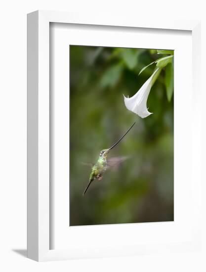 Sword-Billed Hummingbird (Ensifera Ensifera) Feeding At An Angel'S Or Devil'S Trumpet Flower-Nick Garbutt-Framed Photographic Print