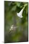 Sword-Billed Hummingbird (Ensifera Ensifera) Feeding At An Angel'S Or Devil'S Trumpet Flower-Nick Garbutt-Mounted Photographic Print