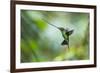 Sword-billed hummingbird hovering in flight, North-Ecuador-Konrad Wothe-Framed Photographic Print