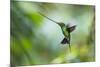 Sword-billed hummingbird hovering in flight, North-Ecuador-Konrad Wothe-Mounted Photographic Print