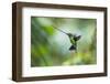 Sword-billed hummingbird hovering in flight, North-Ecuador-Konrad Wothe-Framed Photographic Print