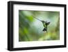 Sword-billed hummingbird hovering in flight, North-Ecuador-Konrad Wothe-Framed Photographic Print