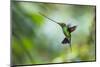 Sword-billed hummingbird hovering in flight, North-Ecuador-Konrad Wothe-Mounted Photographic Print