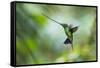 Sword-billed hummingbird hovering in flight, North-Ecuador-Konrad Wothe-Framed Stretched Canvas