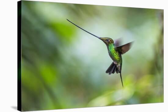 Sword-billed hummingbird hovering in flight, North-Ecuador-Konrad Wothe-Stretched Canvas