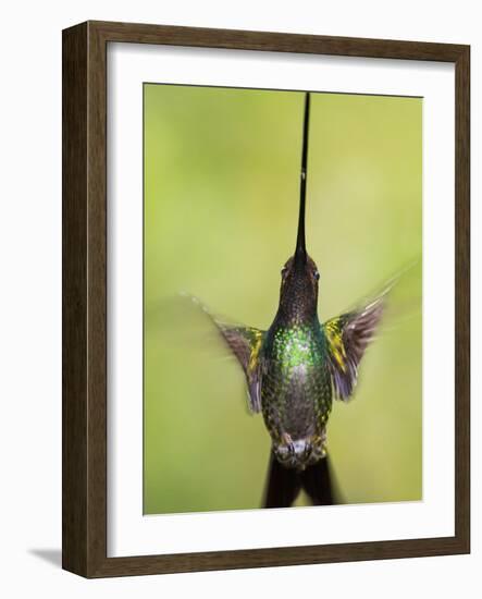 Sword-billed hummingbird in flight, North-Ecuador, Ecuador-Konrad Wothe-Framed Photographic Print