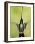 Sword-billed hummingbird in flight, North-Ecuador, Ecuador-Konrad Wothe-Framed Photographic Print