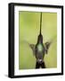 Sword-billed hummingbird in flight, North-Ecuador, Ecuador-Konrad Wothe-Framed Photographic Print