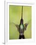 Sword-billed hummingbird in flight, North-Ecuador, Ecuador-Konrad Wothe-Framed Photographic Print