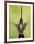 Sword-billed hummingbird in flight, North-Ecuador, Ecuador-Konrad Wothe-Framed Photographic Print