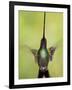 Sword-billed hummingbird in flight, North-Ecuador, Ecuador-Konrad Wothe-Framed Photographic Print