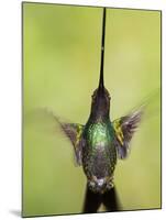 Sword-billed hummingbird in flight, North-Ecuador, Ecuador-Konrad Wothe-Mounted Photographic Print
