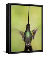 Sword-billed hummingbird in flight, North-Ecuador, Ecuador-Konrad Wothe-Framed Stretched Canvas