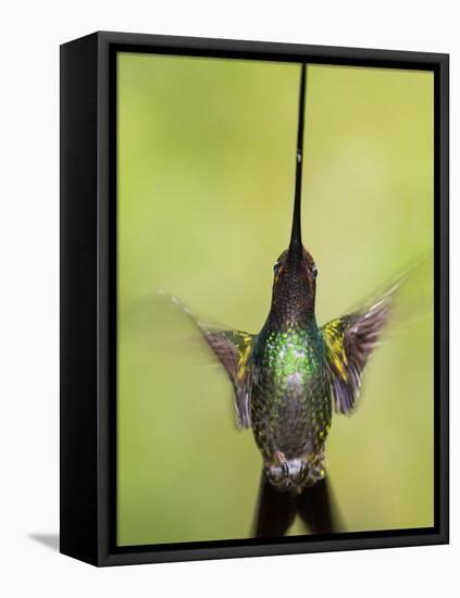 Sword-billed hummingbird in flight, North-Ecuador, Ecuador-Konrad Wothe-Framed Stretched Canvas