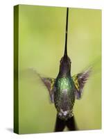 Sword-billed hummingbird in flight, North-Ecuador, Ecuador-Konrad Wothe-Stretched Canvas