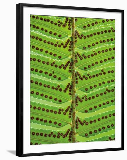 Sword Fern-Don Paulson-Framed Giclee Print