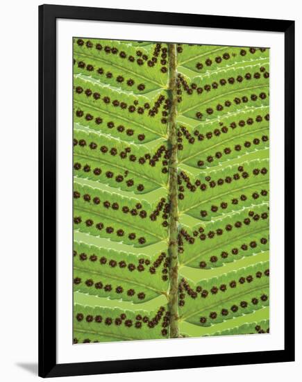 Sword Fern-Don Paulson-Framed Giclee Print