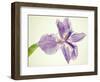 Sword lily-Josh Westrich-Framed Photographic Print