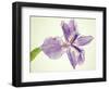 Sword lily-Josh Westrich-Framed Photographic Print