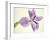 Sword lily-Josh Westrich-Framed Photographic Print