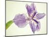 Sword lily-Josh Westrich-Mounted Photographic Print